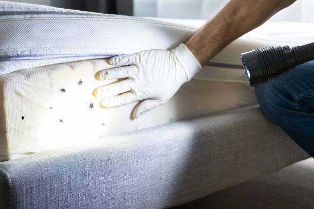 Best Mosquito Control Services  in Kitty Hawk, NC